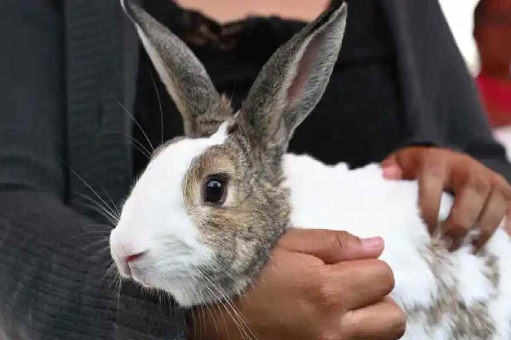 1 Rabbit Saw 9 Elephants